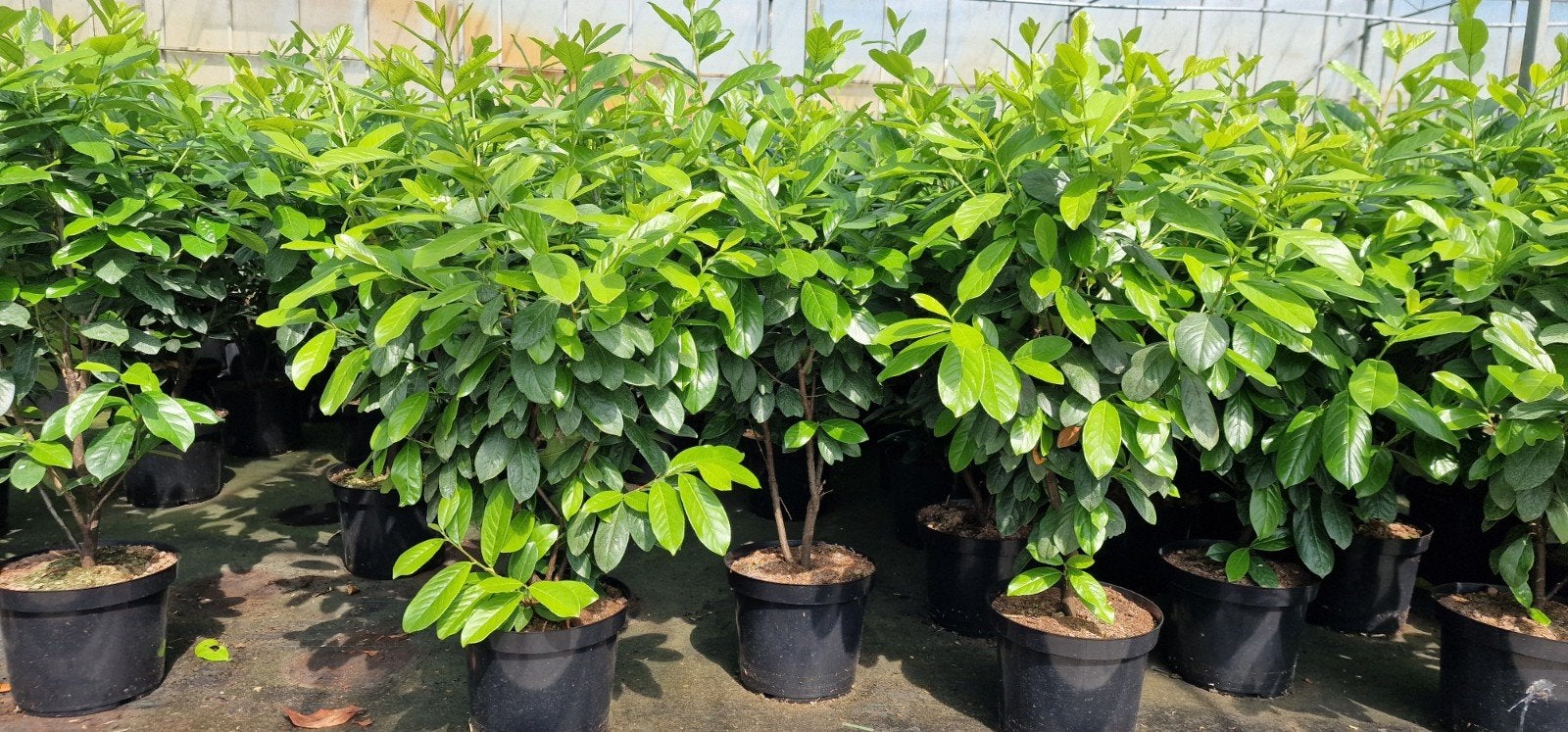 Laurier in C5 pot, ca. 50-60 cm - Diverse soorten, Ophalen