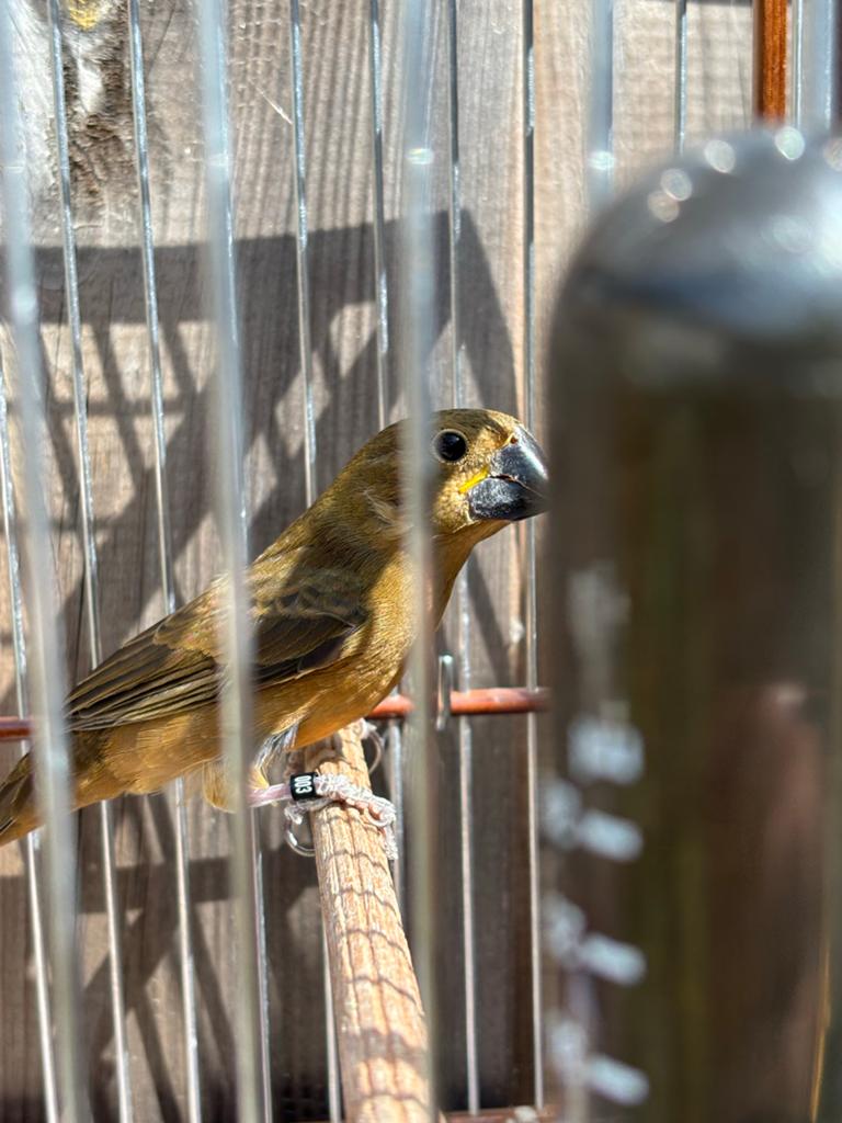 Twatwa 2025 pop, Dieren en Toebehoren, Vogels | Overige Vogels, Vrouwelijk