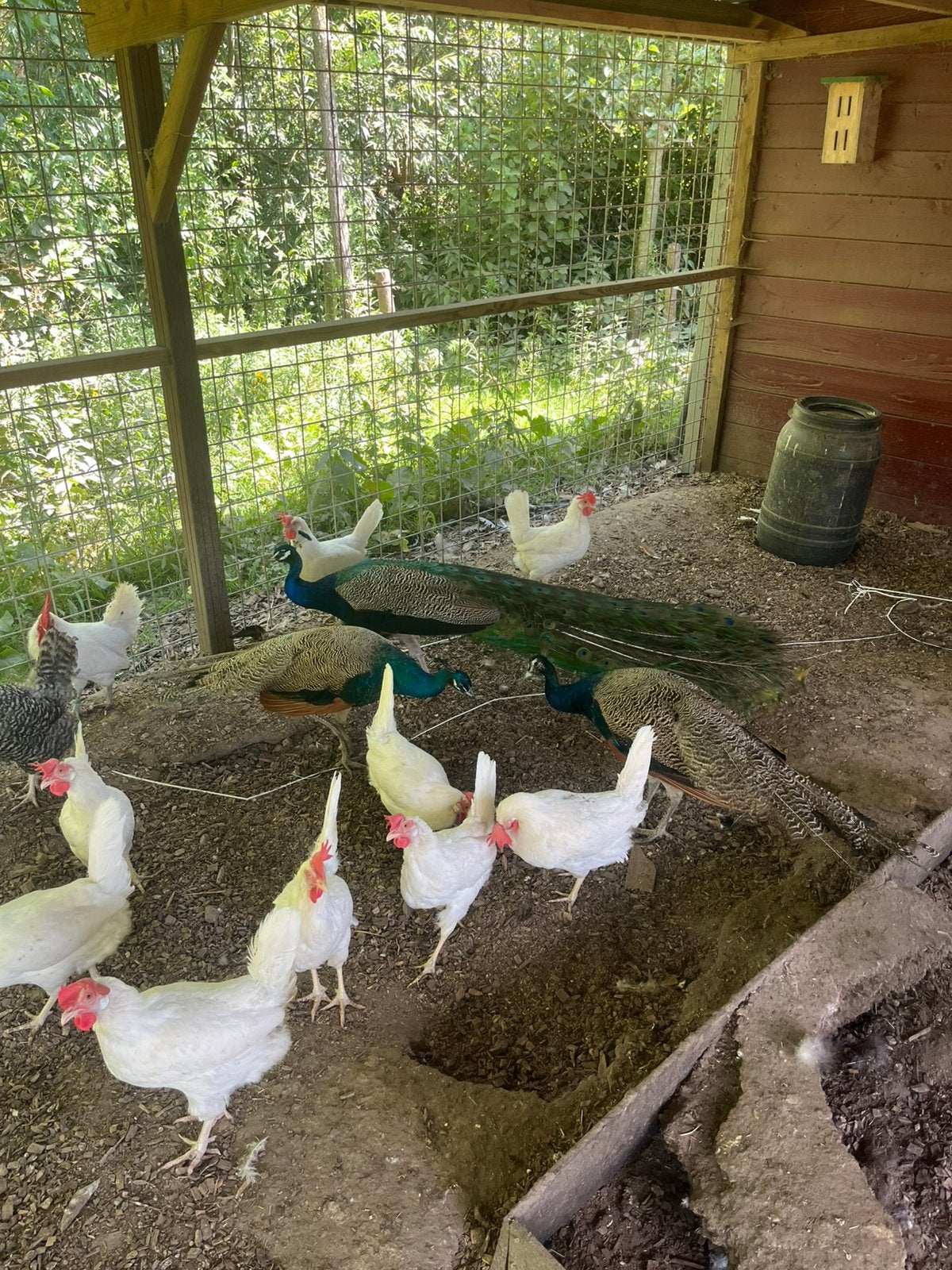Mannetjes pauwen, Dieren en Toebehoren, Pluimvee, Mannelijk, Overige soorten