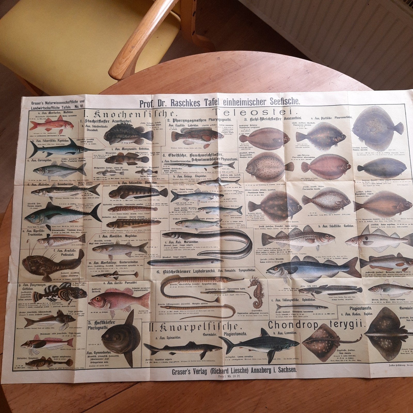 Antieke Duitse Poster of Schoolplaat Duitse Inheemse Vissen, Verzenden, Natuur en Biologie