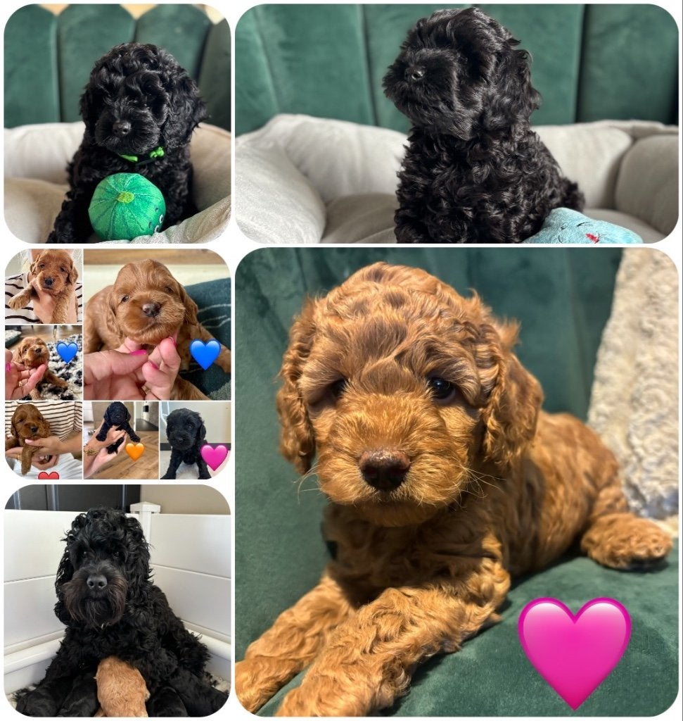 Lieve Cockapoo pups, Overige rassen, 8 tot 15 weken, Meerdere dieren, Eén hond