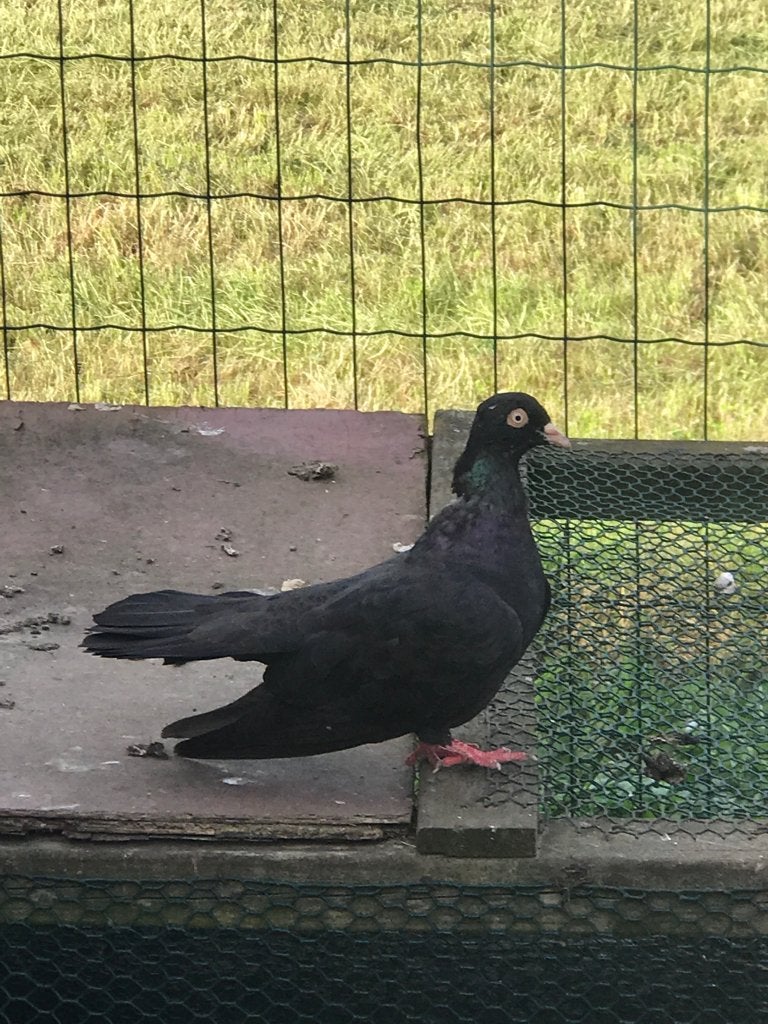 Broedrijp vrouwtje, oosterse roller €5!, Dieren en Toebehoren, Vrouwelijk, Tuimelaar of Roller