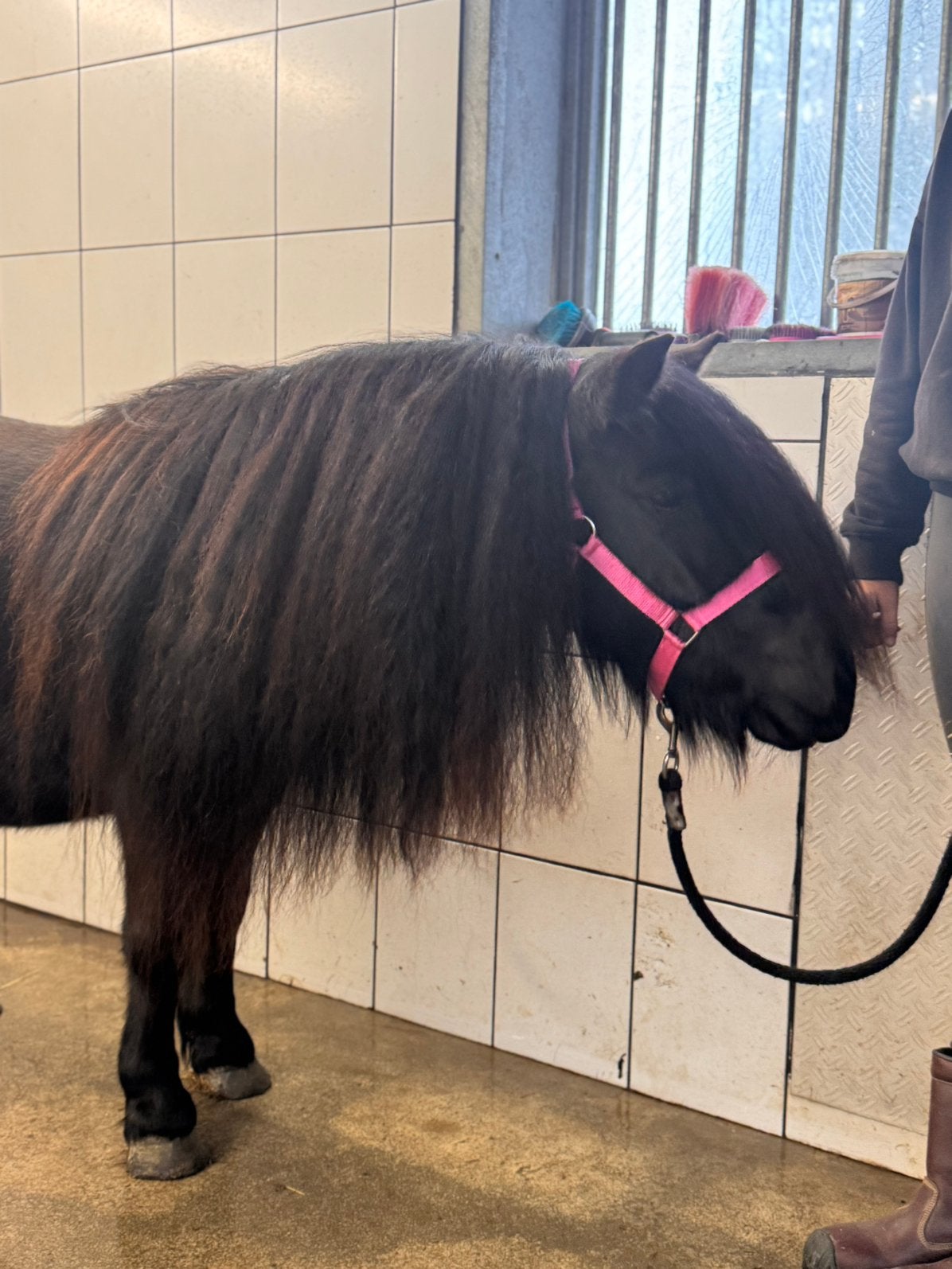 🩷🌸🩷Prachtige 5 jarige stamboek merrie🩷🌸🩷, Merrie, Met stamboom, Dressuurpony, A pony (tot 1.17m)