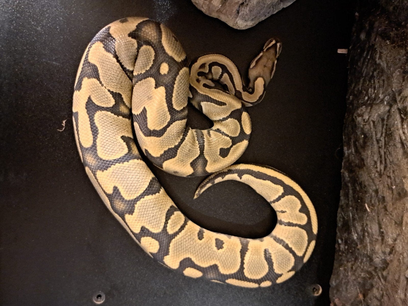 koningspython (regius) ghost man Ball Python photo 2