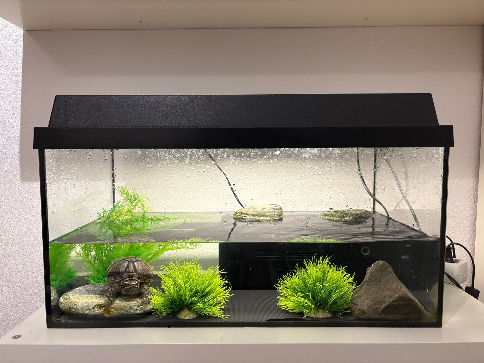 Muskuswaterschildpad 6 jaar inclusief toebehoren, Dieren en Toebehoren, Schildpad, Met terrarium, 3 tot 6 jaar
