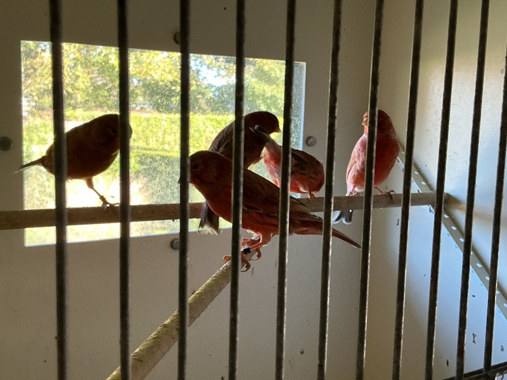 Kanaries, Mannelijk, Kleurkanarie