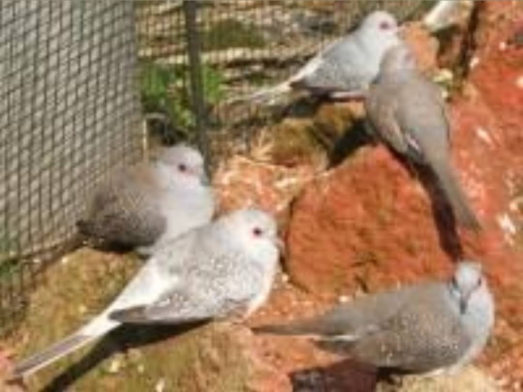 Diamant duifjes 2026, Meerdere dieren