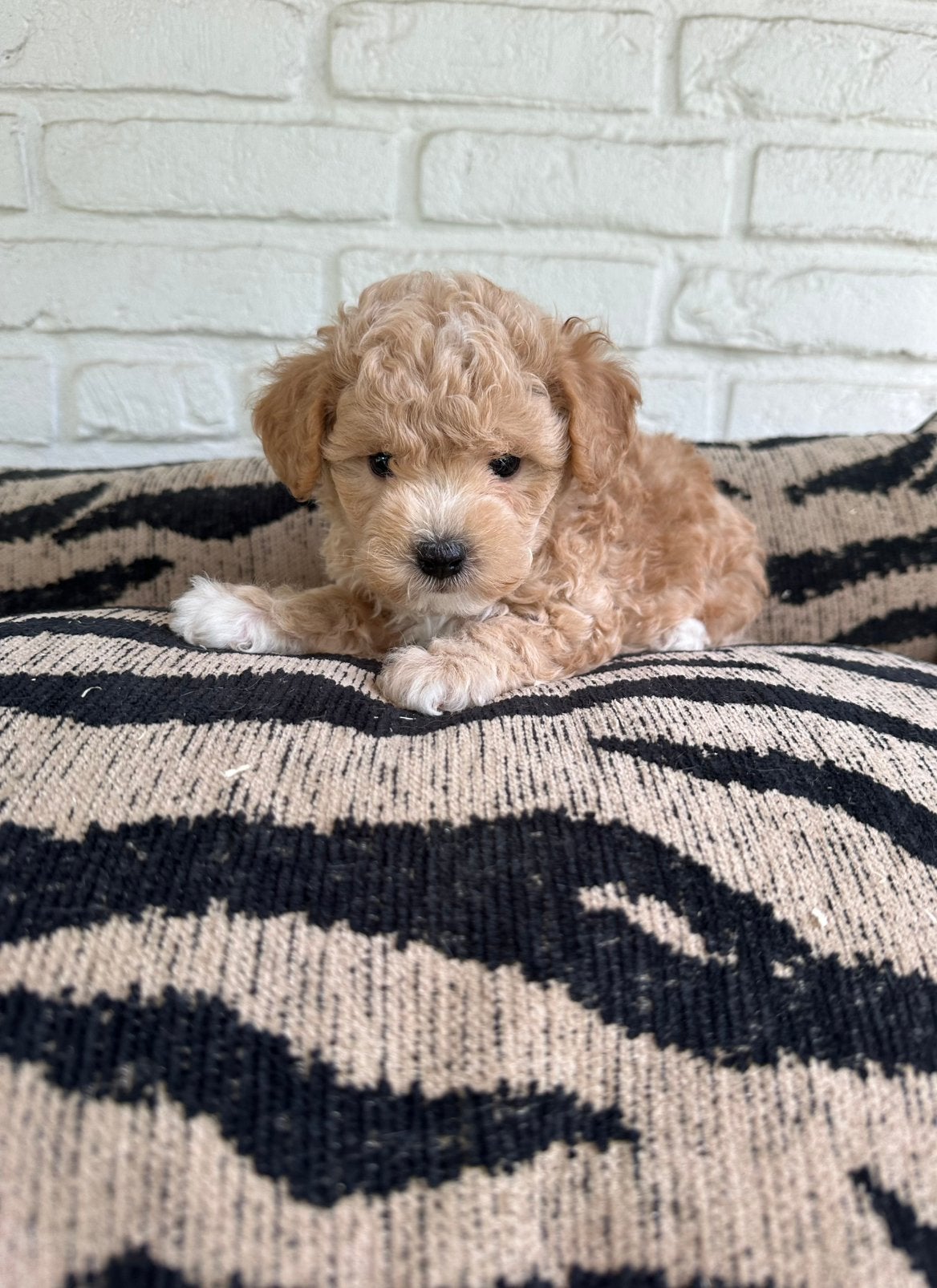 Maltipoo pups maltezer x toy poedel, Parvo, Nederland, Overige rassen, 8 tot 15 weken