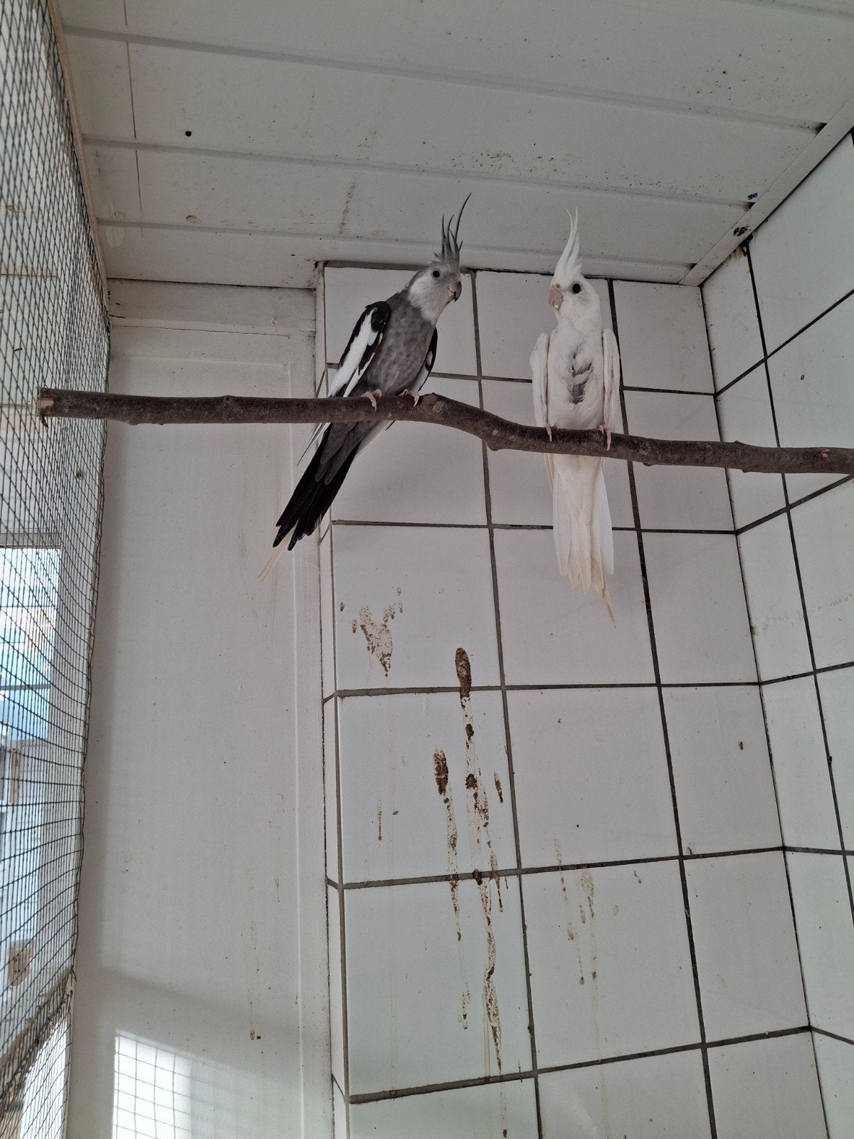 te koop stel valkparkieten, Meerdere dieren, Parkiet