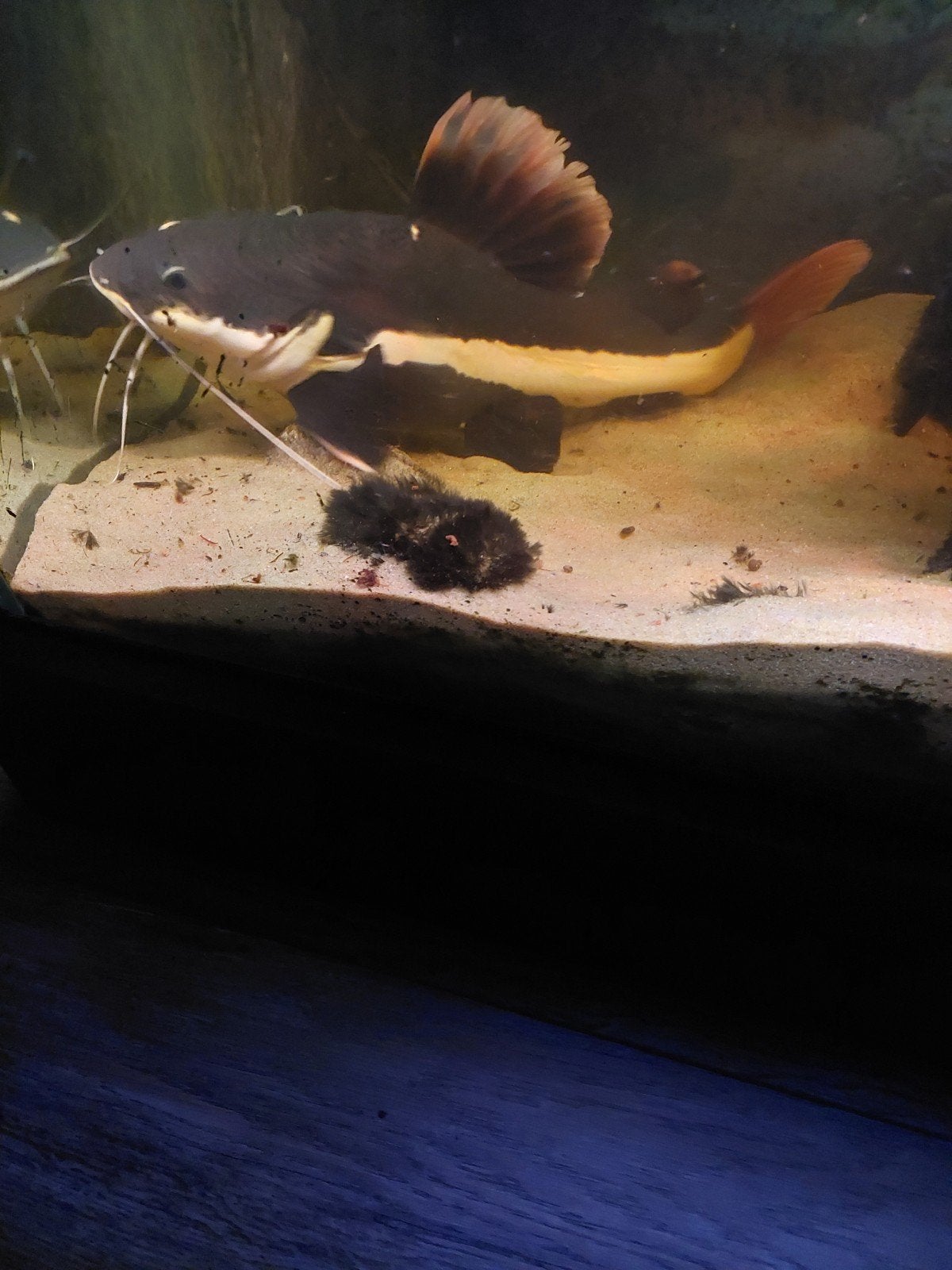 grote roodstaartmeerval 35cm  gratis, Dieren en Toebehoren, Vis