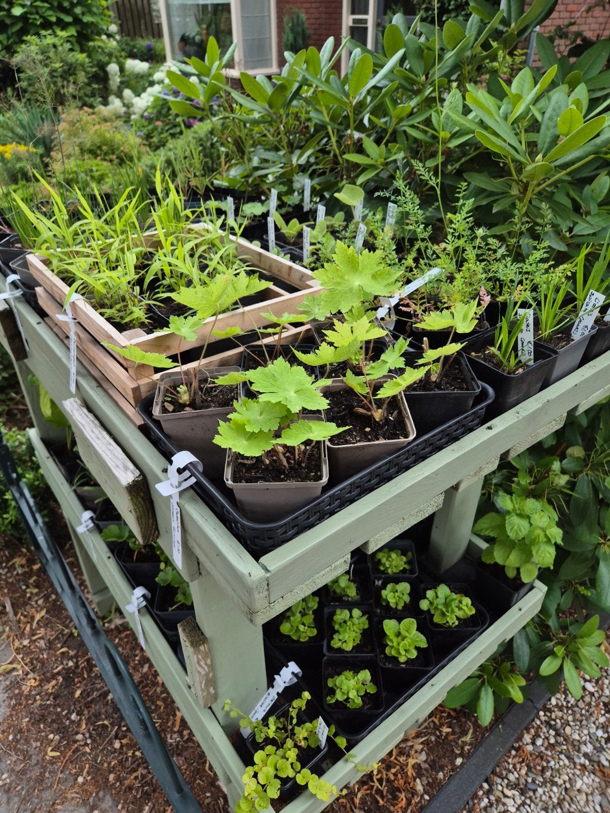 Plantenkraam, Ophalen
