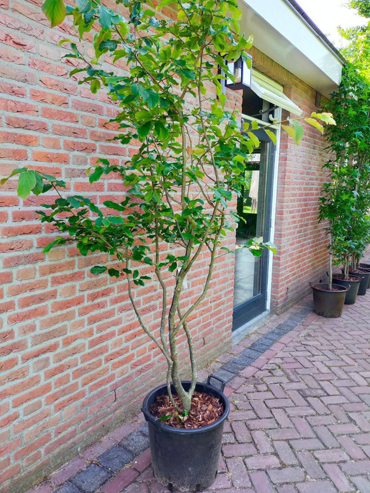 Parrotia persica, Overige soorten, Lente, 100 tot 250 cm, Ophalen