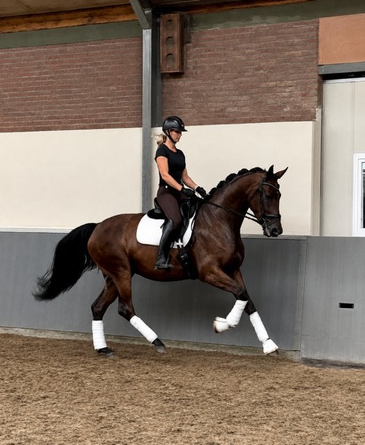 paarden, Dieren en Toebehoren, Merrie, Dressuurpaard, Met stamboom, B