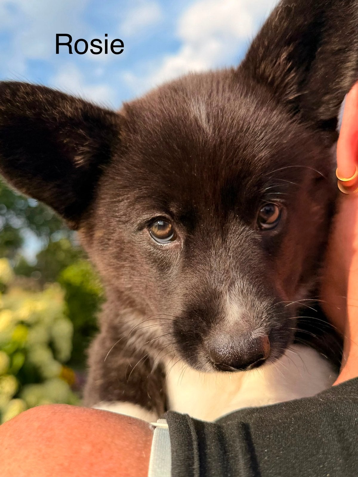 Corgi pups., Dieren en Toebehoren, 8 tot 15 weken, Parvo, Meerdere, Meerdere dieren