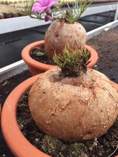 Caudex Ipomea Bolussii herkomst Zuid Afrika en Madagaskar., Huis en Inrichting, Kamerplanten, Overige soorten, Ophalen of Verzenden