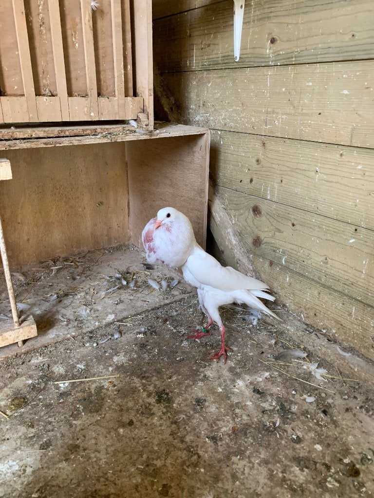 Koppel witte Brunners uit 2025, Dieren en Toebehoren, Vogels | Duiven, Meerdere dieren, Kropper