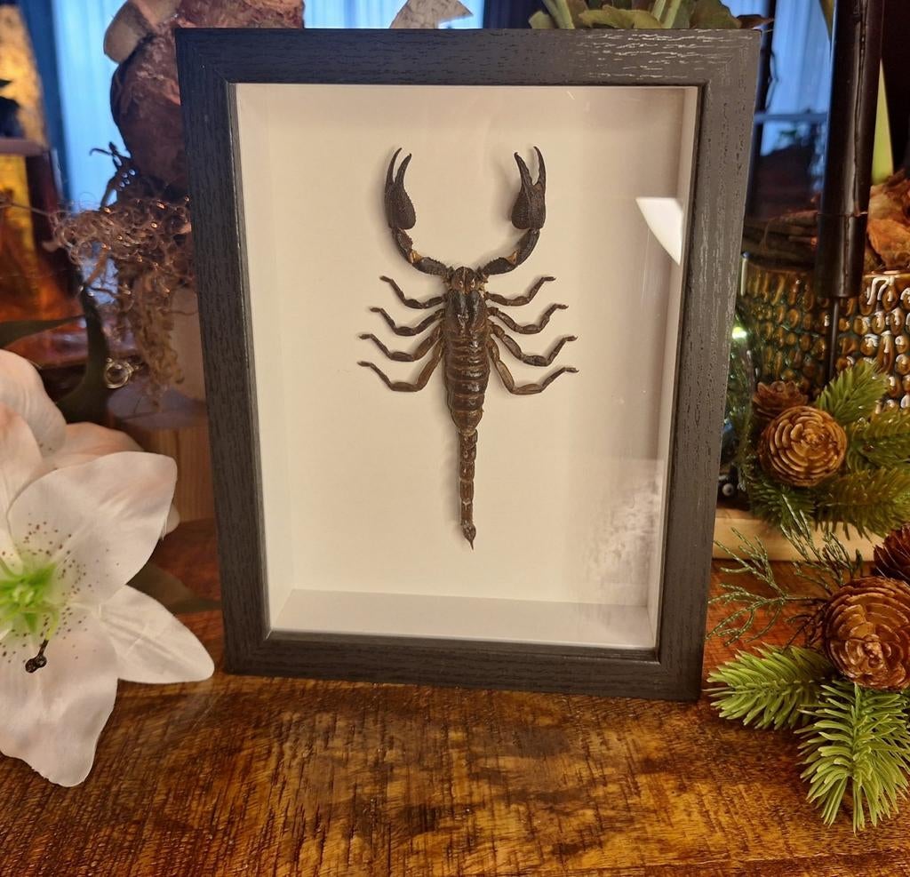 Opgezette schorpioen in mooie lijst, Huis en Inrichting, Woonaccessoires | Lijsten, Minder dan 50 cm, Ophalen of Verzenden, Zo goed als nieuw