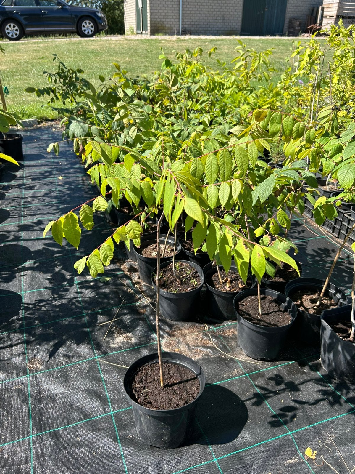 Zwarte noot, zwarte walnoot, Juglans nigra, Tuin en Terras, Planten | Bomen, Overige soorten, Lente, Minder dan 100 cm, Ophalen