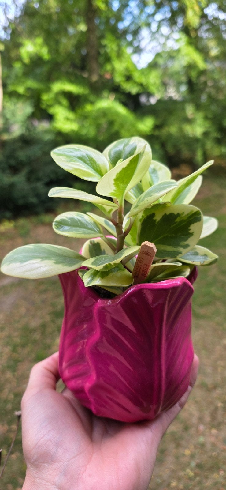 Peperomia Obtusifolia Variegata in roze bloempot, Ophalen, Zo goed als nieuw, Aardewerk, Minder dan 40 cm