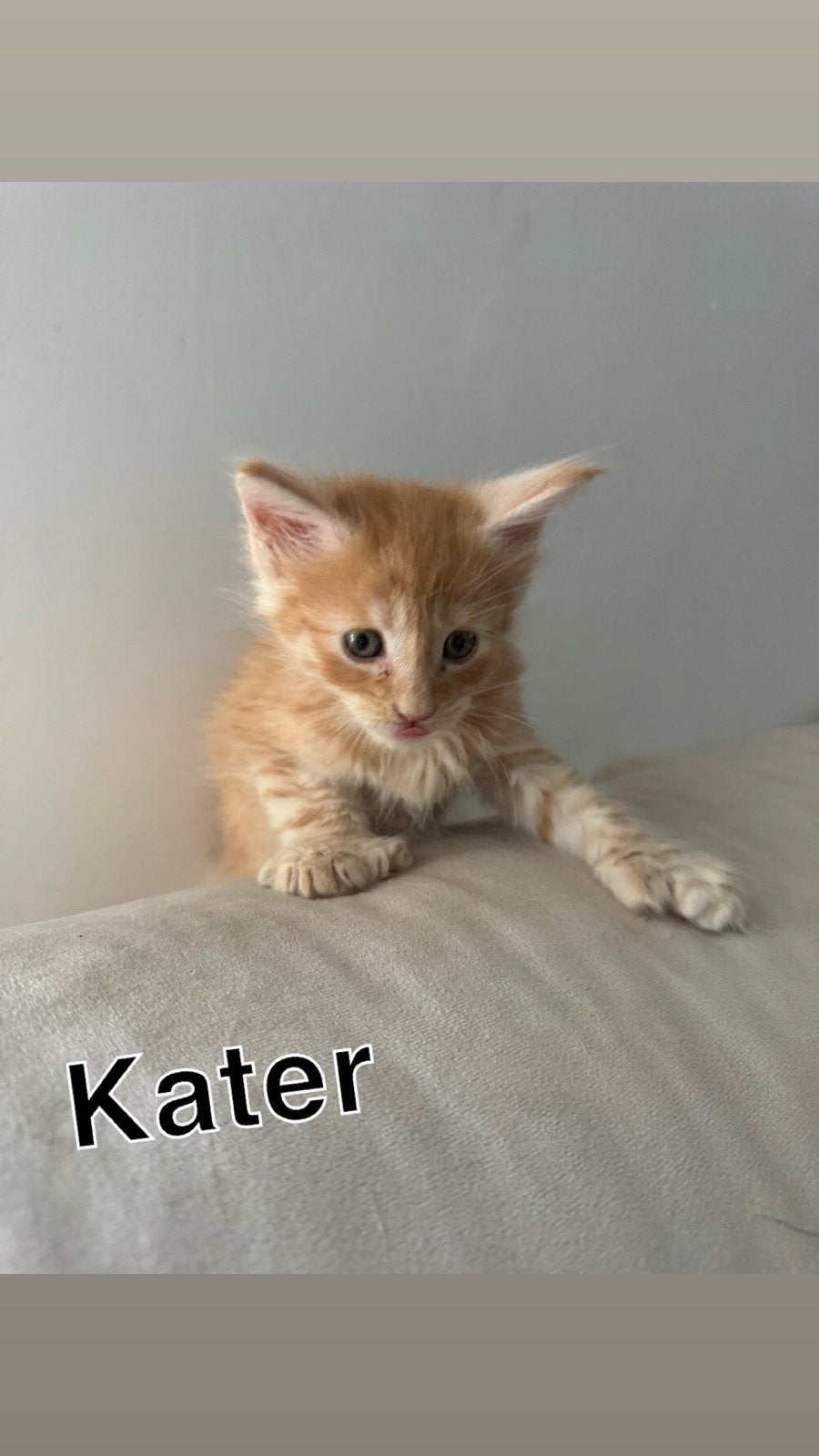 polydactyl Maine Coon kittens, Meerdere dieren, Ontwormd, 0 tot 2 jaar