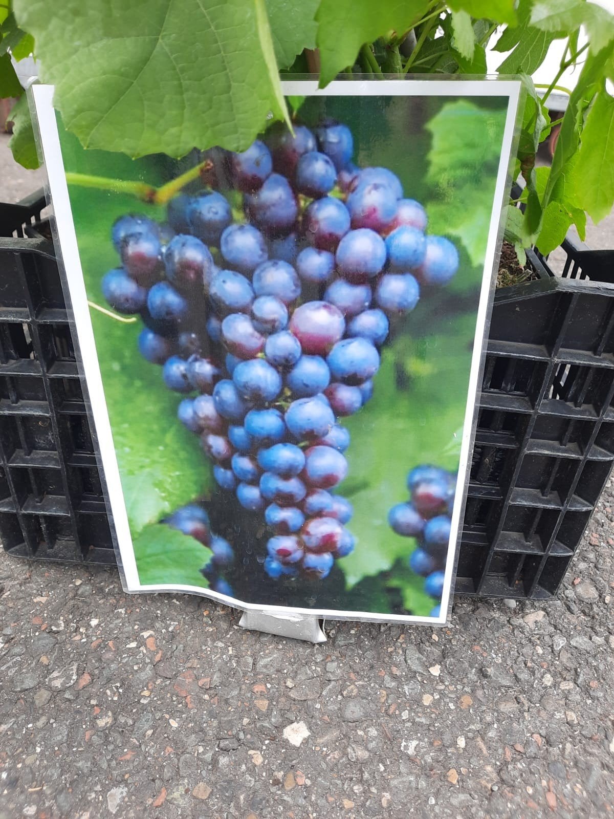 Druif Boskoops Glorie, Ophalen, Minder dan 100 cm, Overige soorten, Zomer