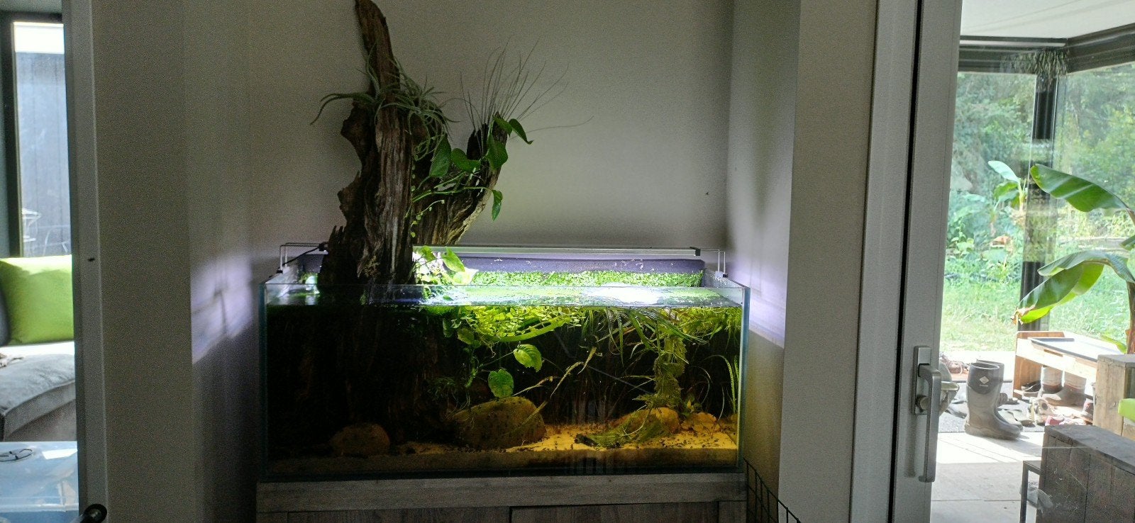 Te koop watervorkje aquariumplant, Dieren en Toebehoren, Ophalen, Nieuw, Plant(en), Steen of Hout