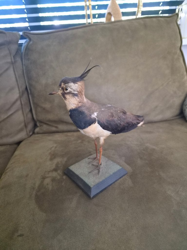 Dierenverzameling opgezette vogel kiviet kievit weidevogel, Verzamelen, Dierenverzamelingen, Ophalen of Verzenden, Zo goed als nieuw