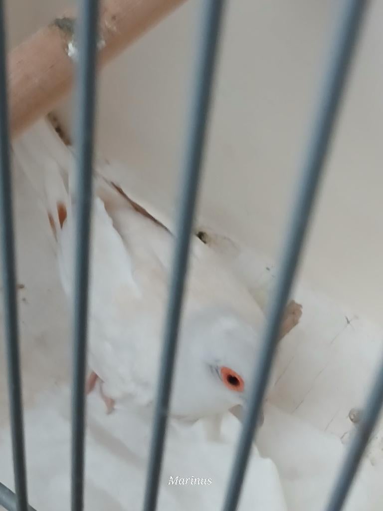 gevraagd isabel topaas diamantduif, Dieren en Toebehoren, Vogels | Duiven, Meerdere dieren, Overige soorten