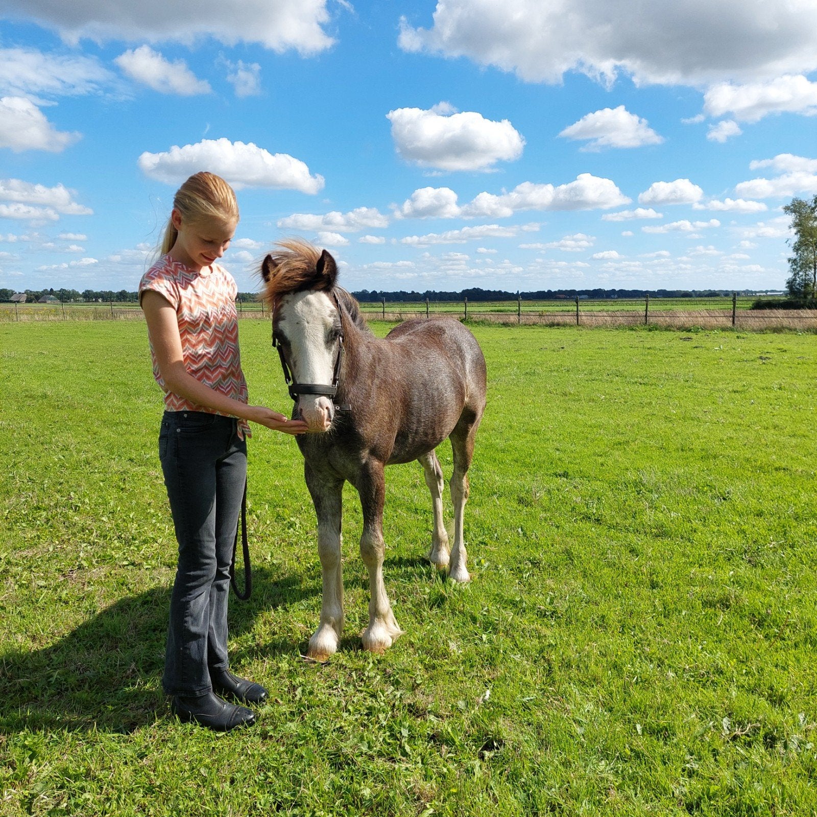 Bijzonder mooi veulen! Blikvanger!, Hengst, Gechipt, 0 tot 2 jaar