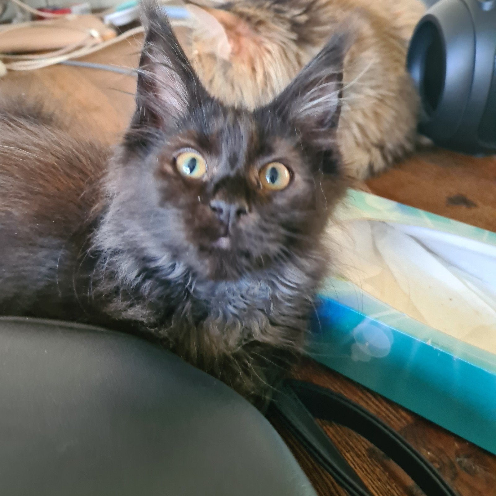 Maine coon kitten, Dieren en Toebehoren, Kater, Ontwormd, 0 tot 2 jaar