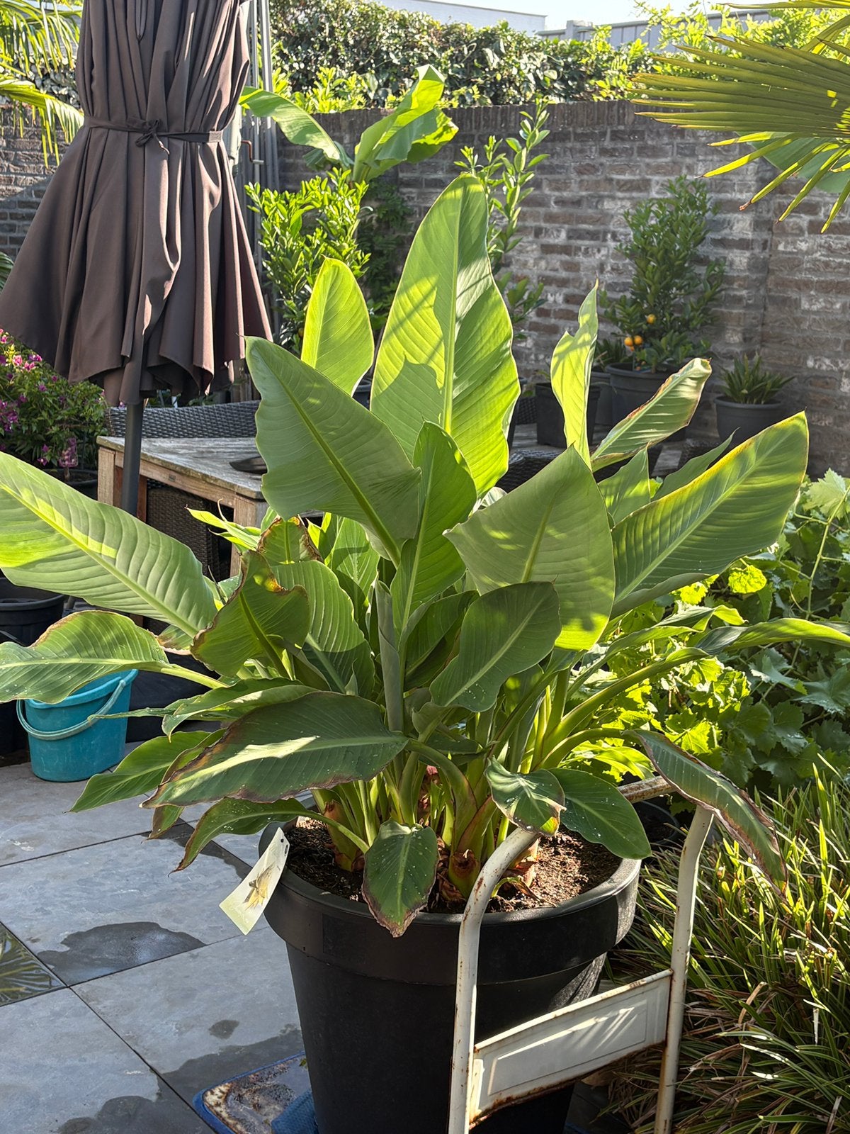 Prachtige grote forse musella lasiocarpa banaan in pot!!!, Tuin en Terras, Vaste plant, Halfschaduw, Zomer, Ophalen