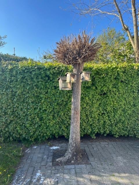 Catalpa boom, Tuin en Terras, Bloeit niet, Overige soorten, 100 tot 250 cm, Ophalen