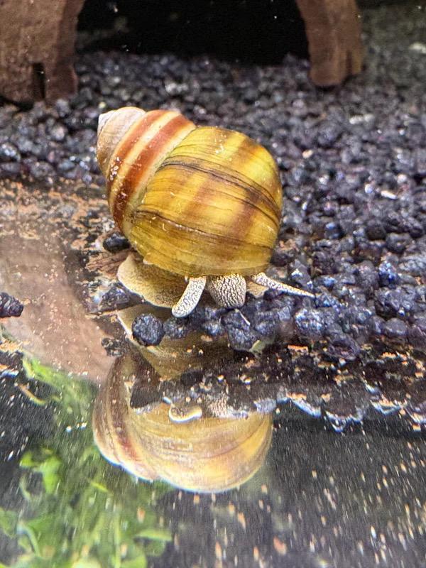 Prachtige Moerasslakken (Viviparus viviparus), Dieren en Toebehoren, Slak of Weekdier
