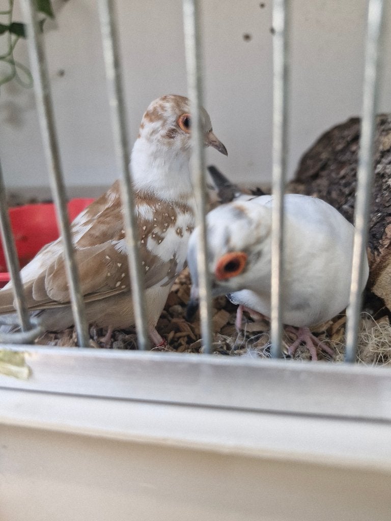 Kweekkoppel diamantduifjes, Meerdere dieren, Overige soorten