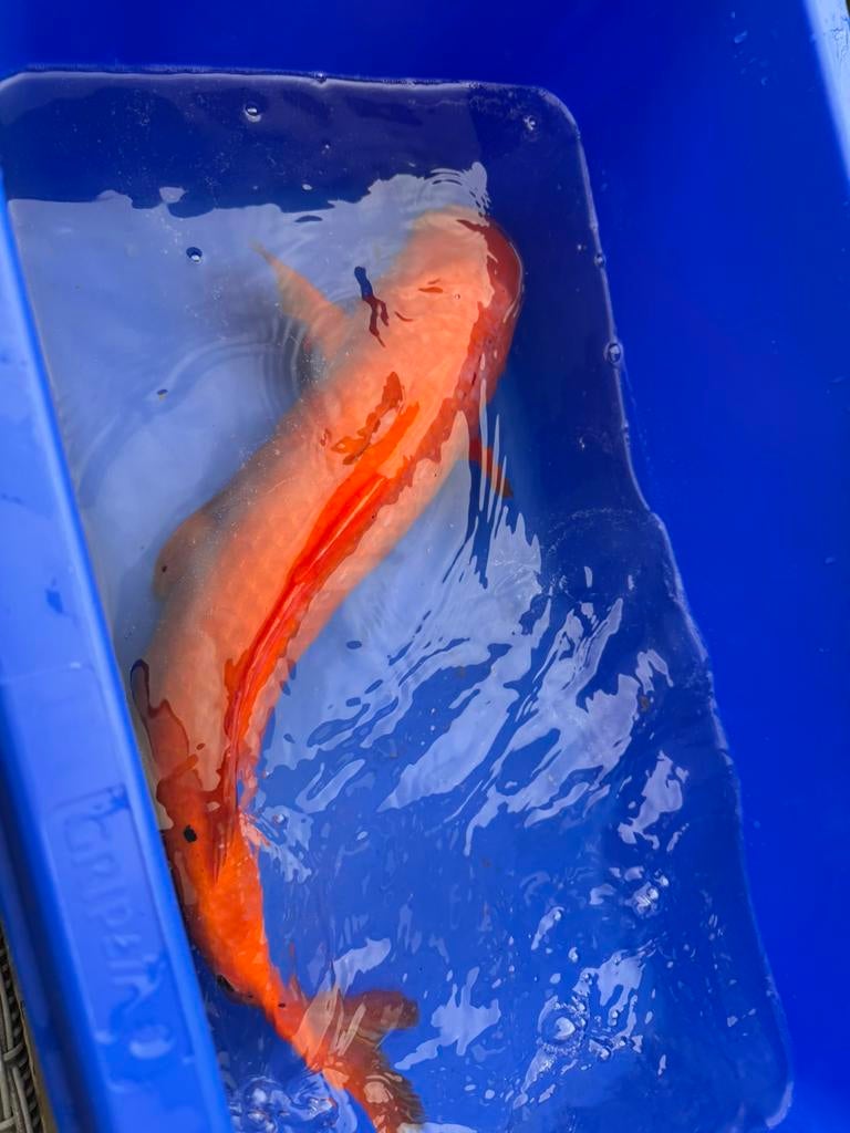 Te koop div grote kois 60/80cm, Karper of Koi