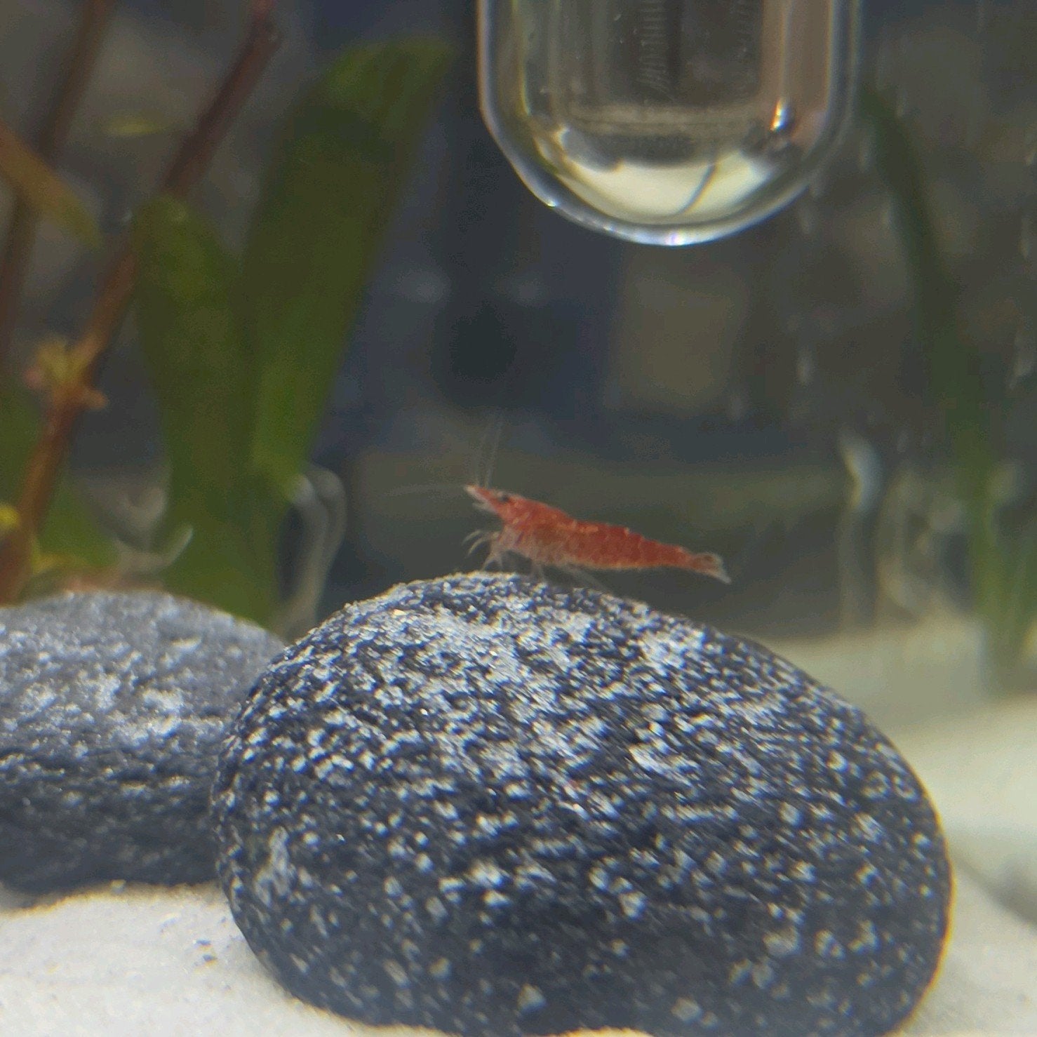 Rode & doorzichtige garnalen, Dieren en Toebehoren, Vissen | Aquariumvissen, Kreeft, Krab of Garnaal