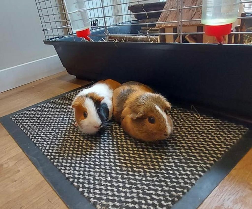 Lieve cavia’s zeugjes zoeken gouden huisje, Dieren en Toebehoren, Vrouwelijk, Tam, Maart, Cavia
