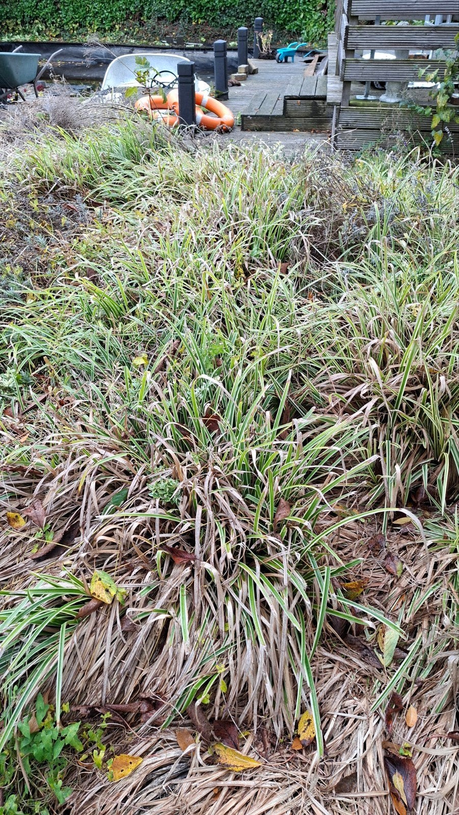 Japanse Zegen plant (Carex morrowii), Ophalen, Vaste plant, Siergrassen, Bloeit niet