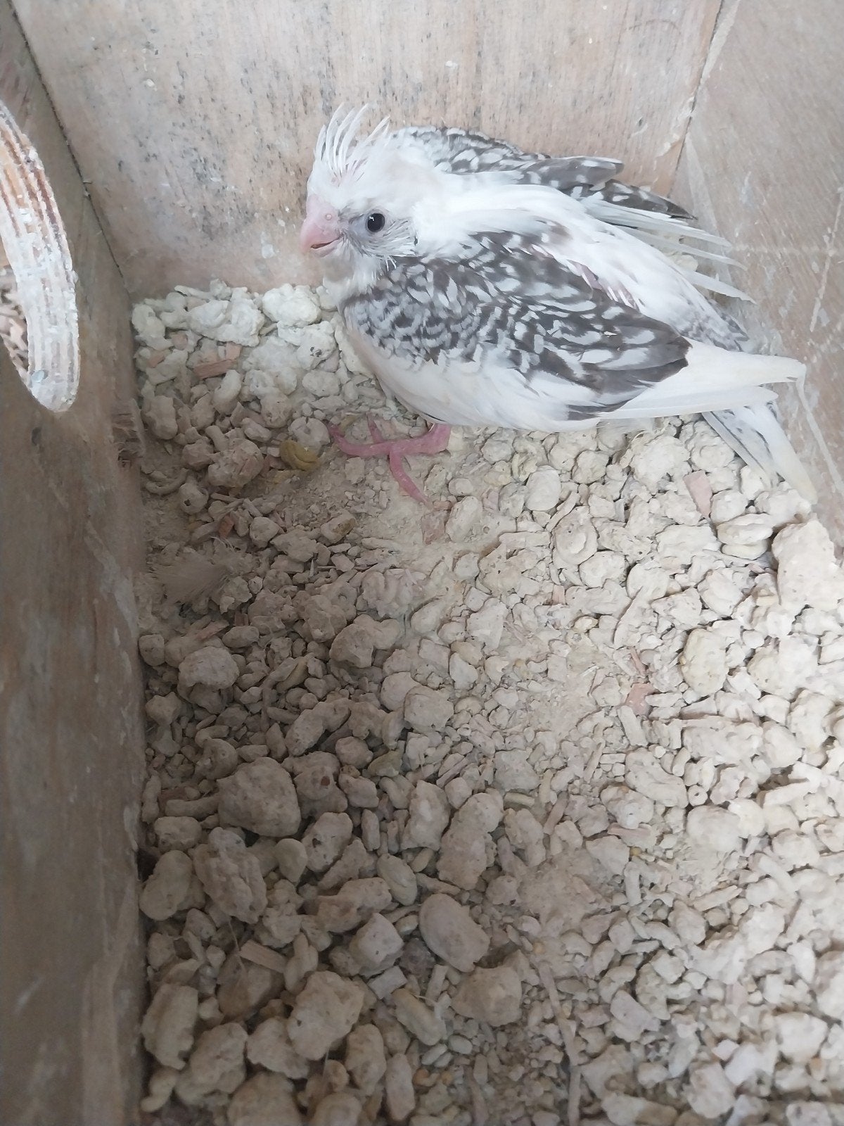 Te koop jonge valkparkieten, Dieren en Toebehoren, Vogels | Parkieten en Papegaaien, Geslacht onbekend, Parkiet, Tam