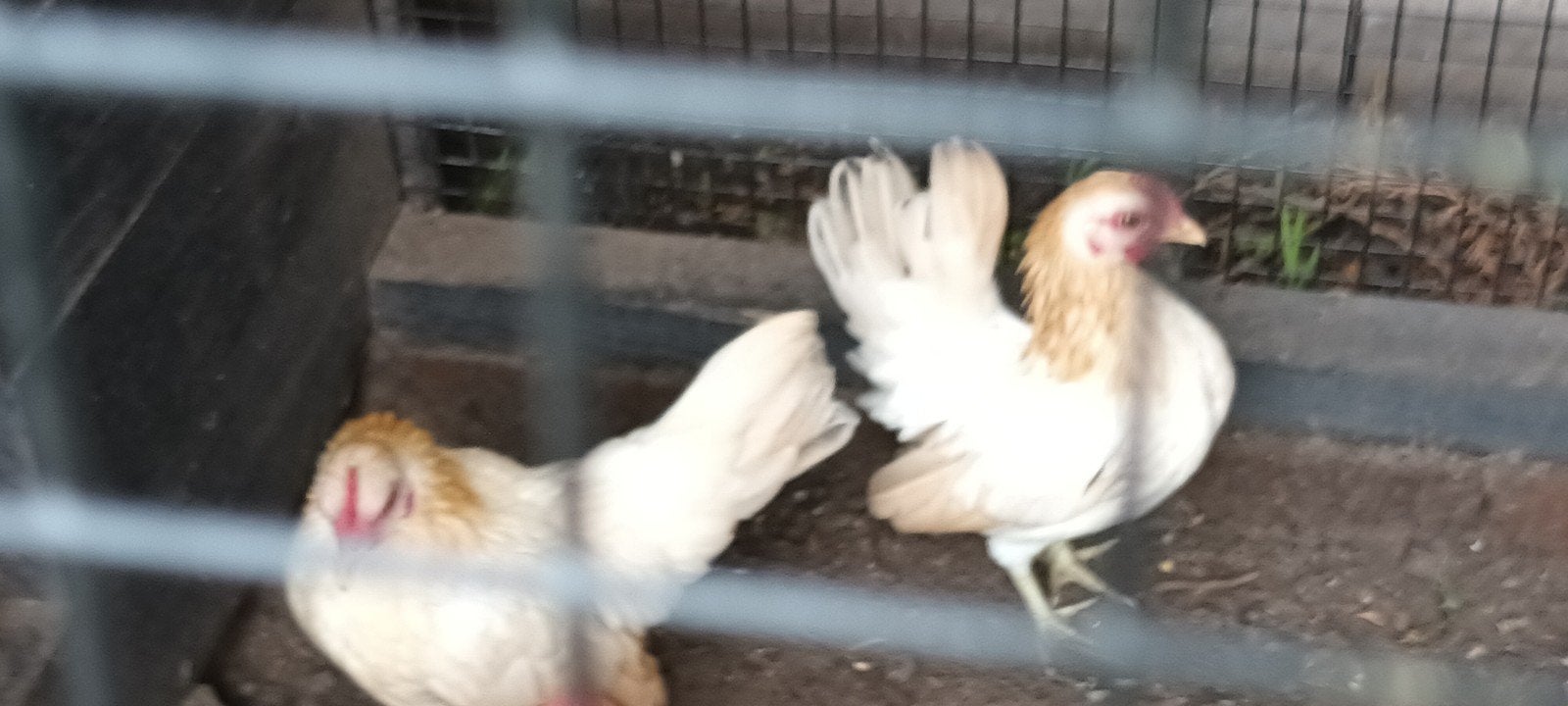 3 serama hennen, Dieren en Toebehoren, Vrouwelijk, Kip