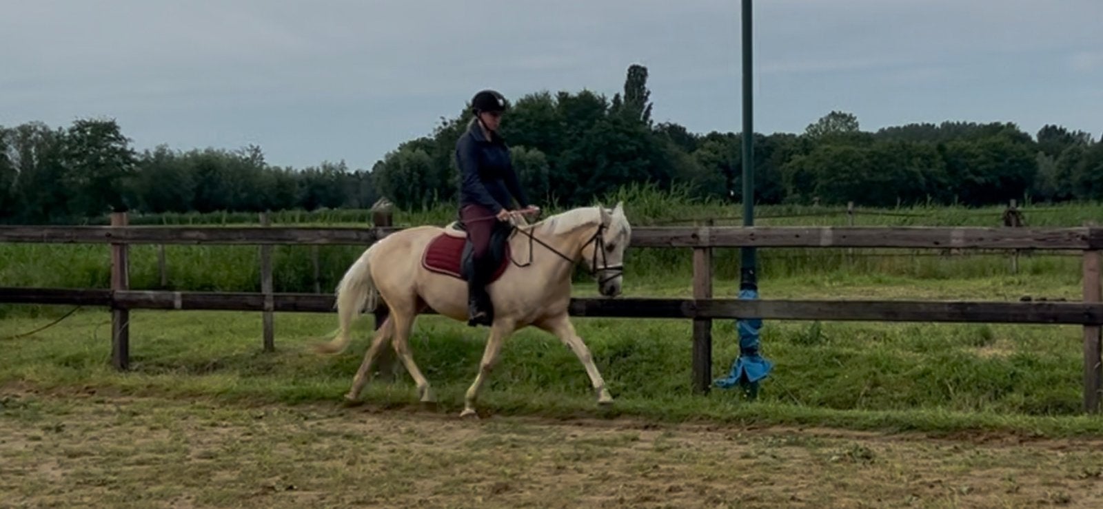 Mega knappe allround D pony merrie rijpony dressuur springen, Dressuurpony, M, 11 jaar of ouder, D pony (1.37m tot 1.48m)