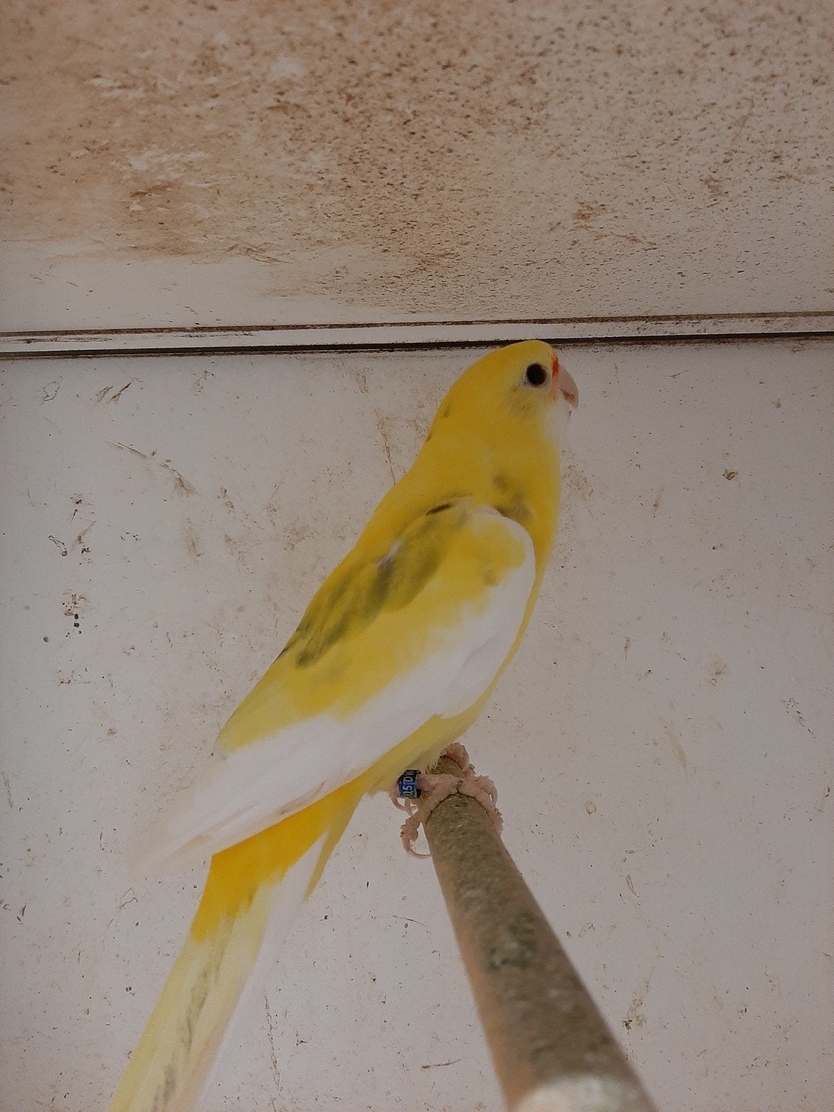 bonte strogele rosella man, Mannelijk, Geringd