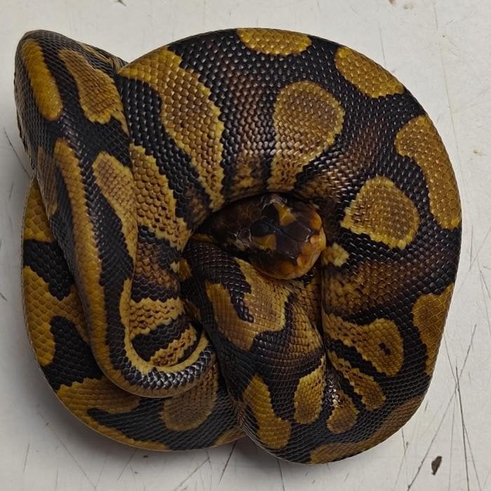 Python regius, Slang, 0 tot 2 jaar