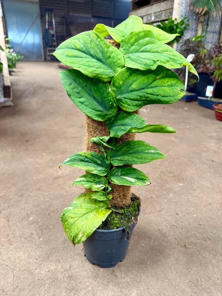 Rhaphidophora Korthalsii Variegata op mosstok, Overige soorten, In pot, Minder dan 100 cm, Groene kamerplant