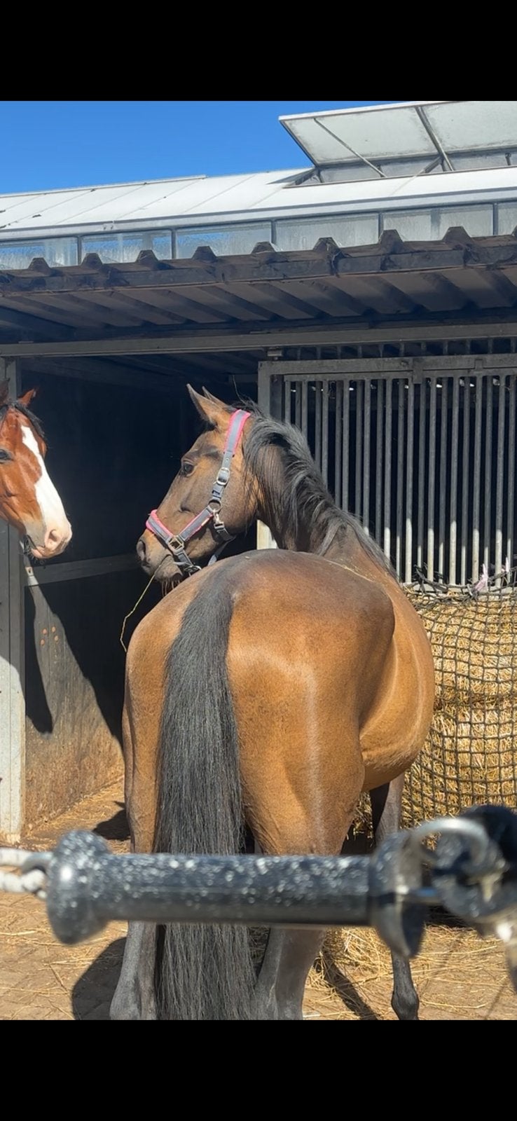 3-jarige Kwpn/ e-pony merrie, Merrie, Minder dan 160 cm, Dressuurpaard, Zadelmak
