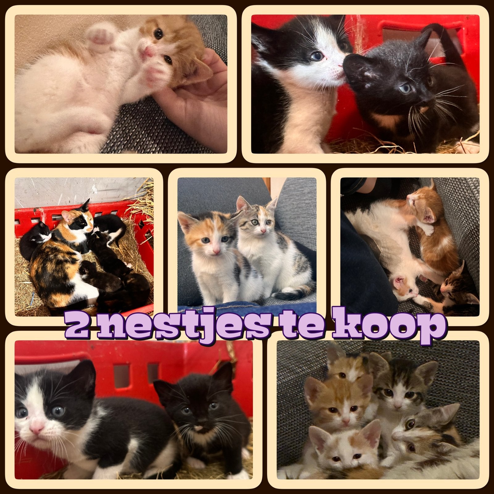Lievelijke kittens te koop, diverse kleuren., Meerdere dieren