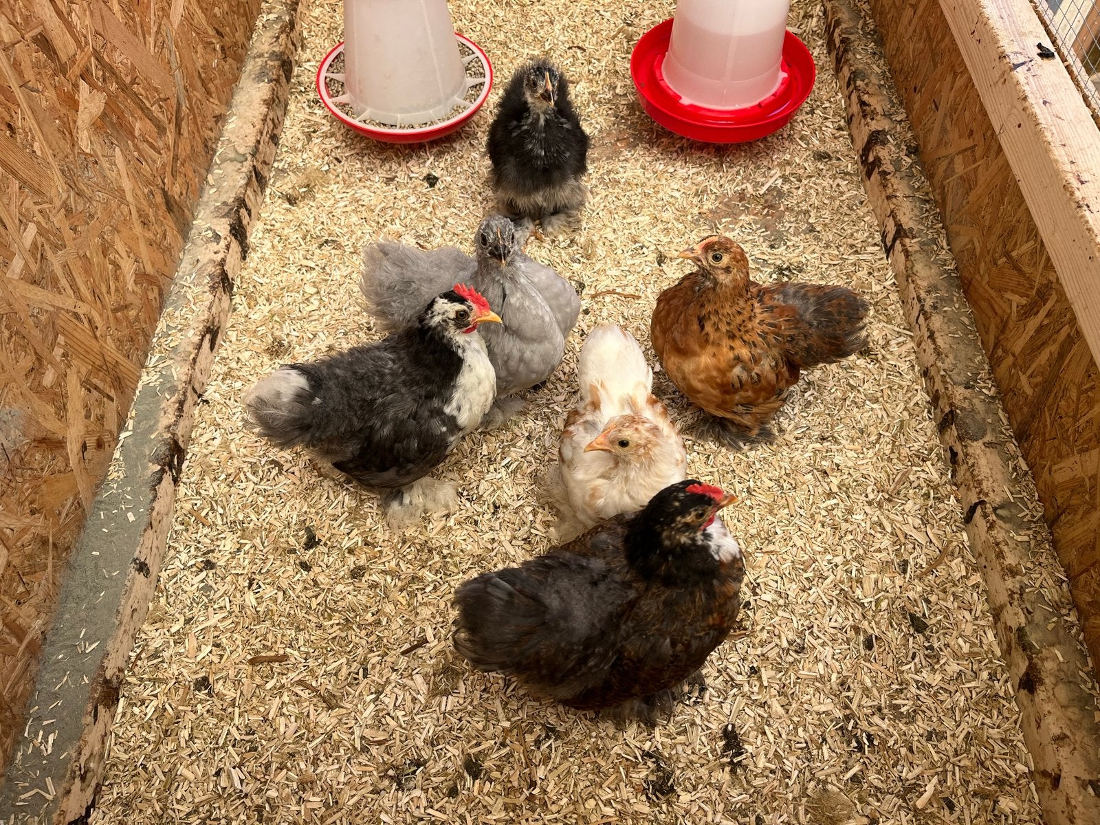 Cochin Kriel toom, Dieren en Toebehoren, Pluimvee, Meerdere dieren, Kip