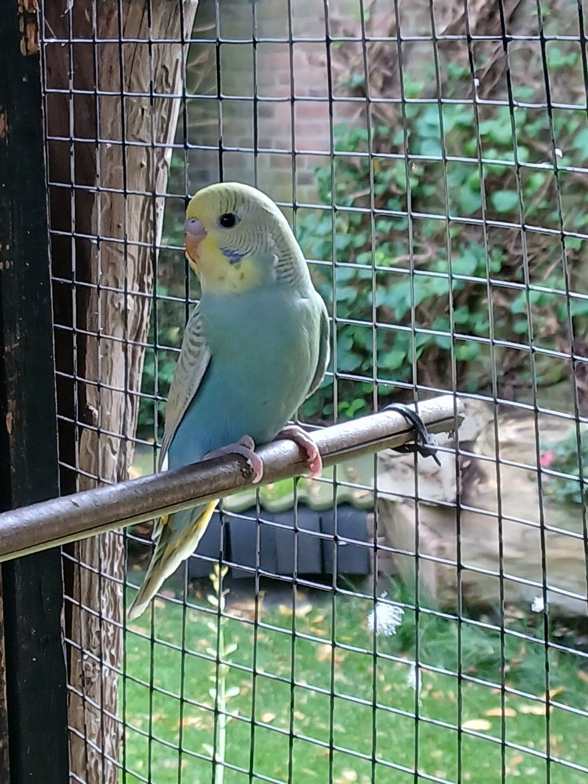 jonge grasparkiet, om tam te maken., Geslacht onbekend, Parkiet