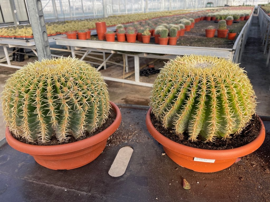 Cactus Echinocactus grusonii var. intermedius hort. 26cm, Huis en Inrichting, Kamerplanten, Ophalen of Verzenden, Minder dan 100 cm