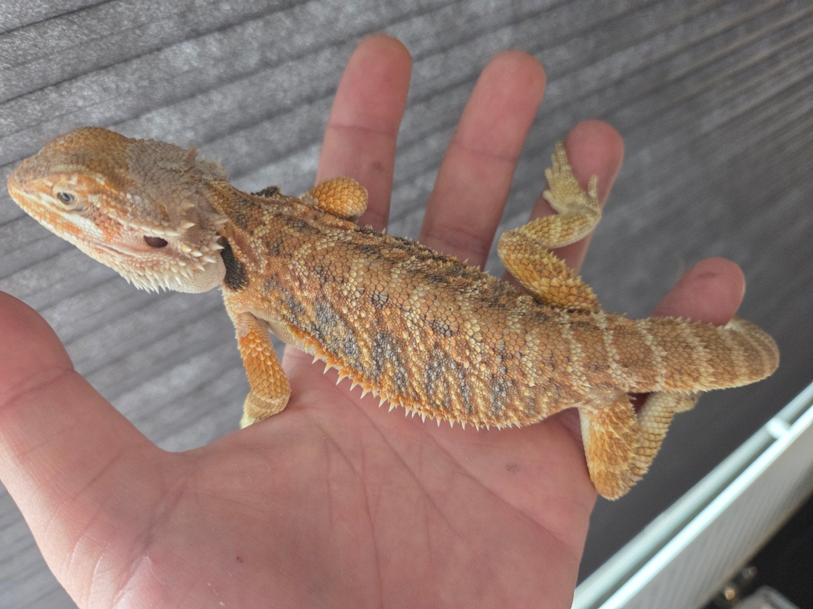 Baardagaam Red Tiger/Orange Blue Bar Bearded Dragon photo 3